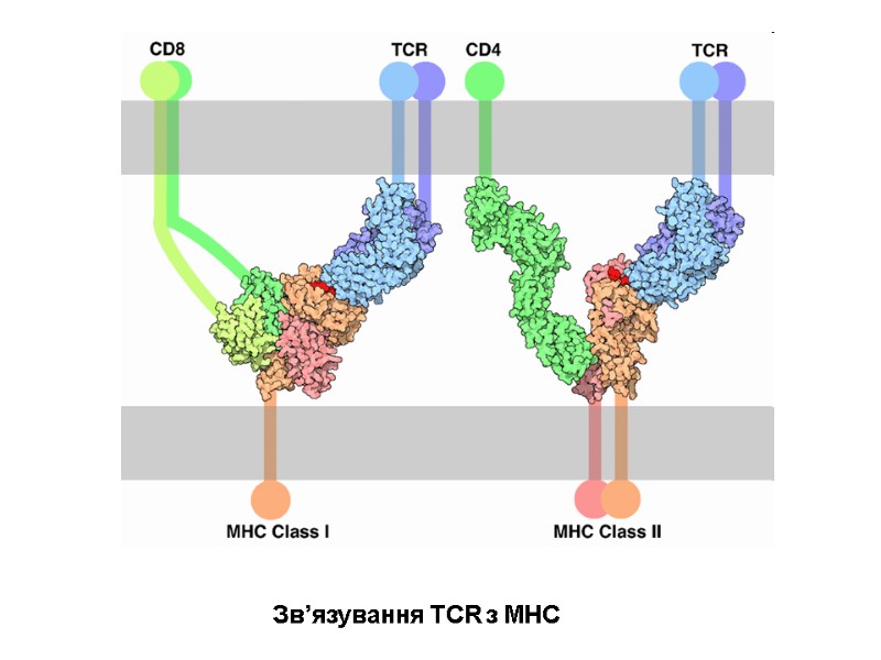 Зв’язування TCR з MHC